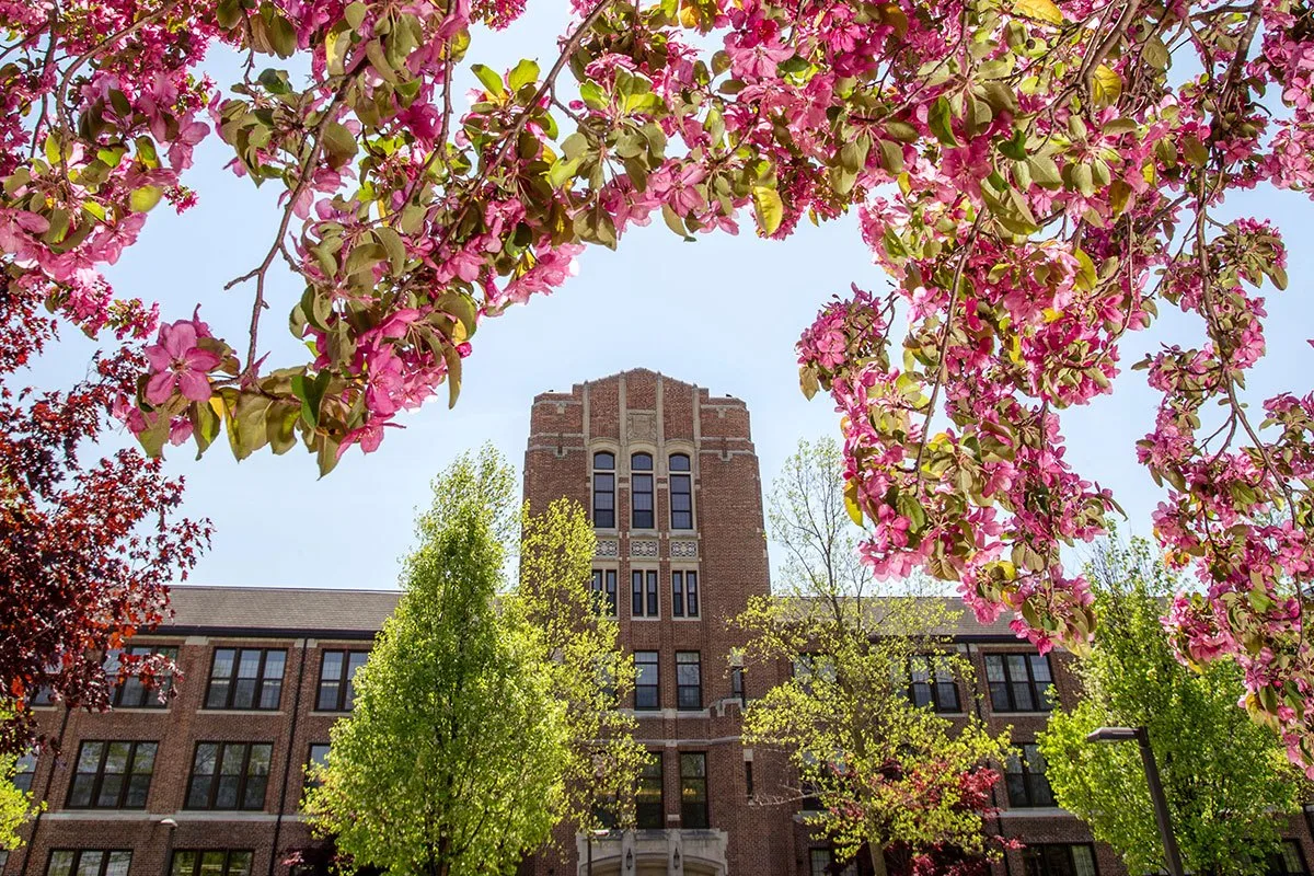 A view of a building on the CMU campus through a cherry blossom tree
